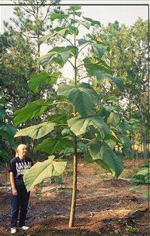 Screen shot 2013-08-15 at 11.13.31 AM.png