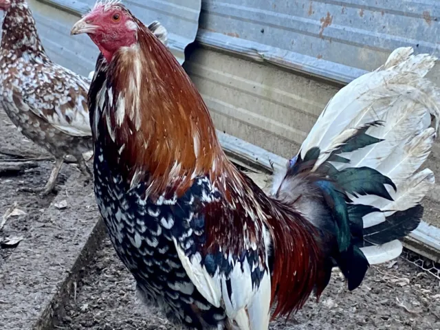 Whitehackle eggs per dozen | The Gamecock