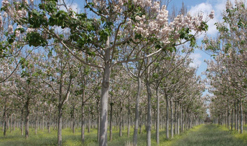 Screen shot 2013-08-16 at 10.19.49 AM.png