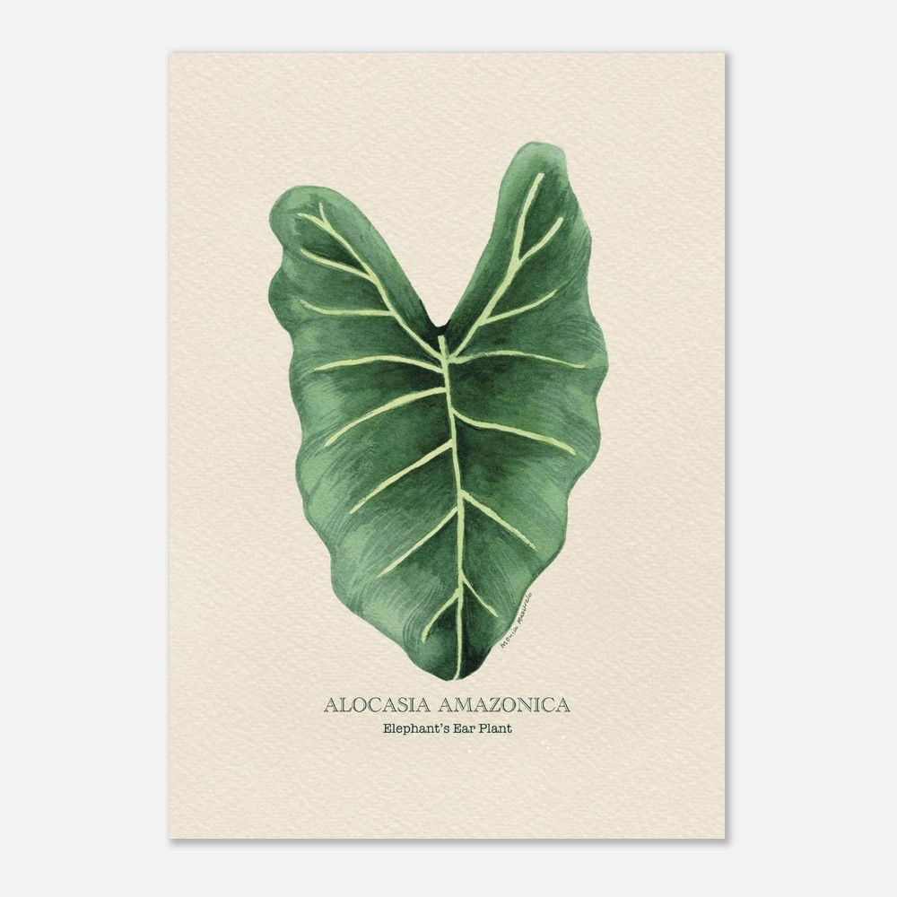 Alocasia Amazonica Leaf Watercolour Fine Art Print