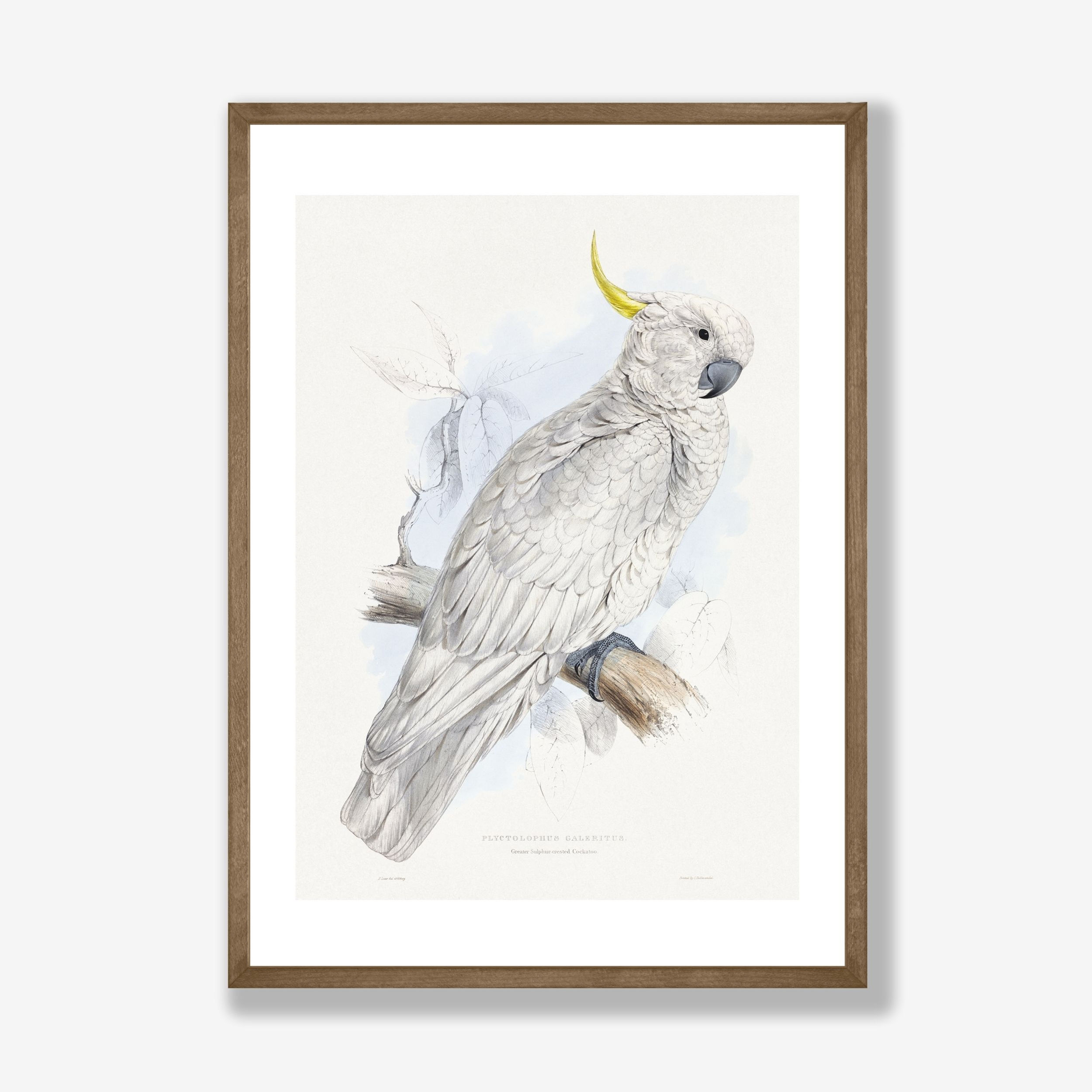 Plyctolophus Galeritus Vintage Illustration Prints