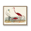 Thumbnail: Scarlet Flamingo Vintage Illustration Prints