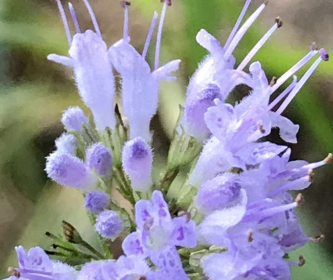 Dittany Flower_edited.jpg
