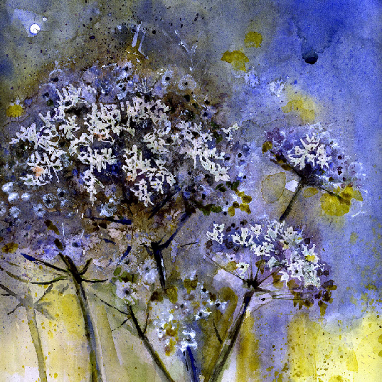 Cow Parsley