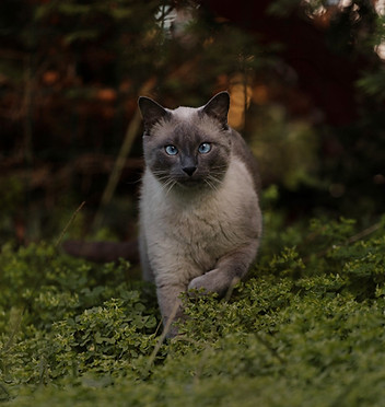 chat siamois bilan comportemental