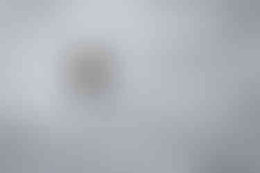 sea otter on the BC coastline