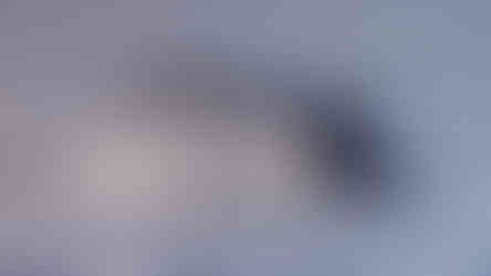 humpback whale shows its tail fluke as it prepares to dive