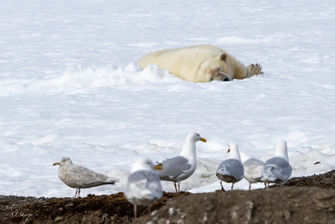 polar bear, arctic, Svalbard
