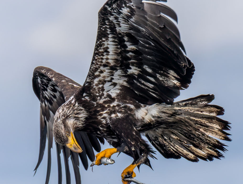 a flying immature bald eagle feeds on herring from its talons