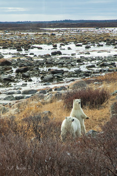 Mama Polar Bear & Cub