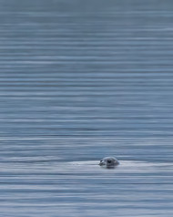 harbour seal bobbing in the water