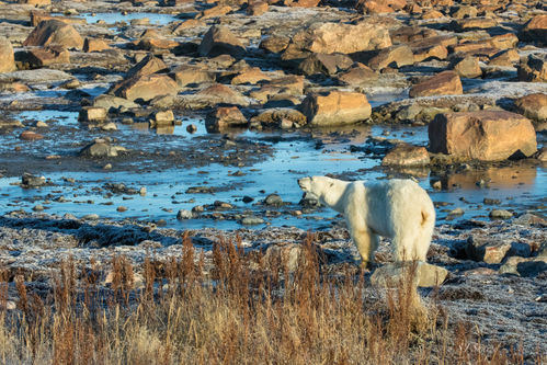 polar bear at low tide, Polar bear, polar bears, Churchill, Hudson Bay, tundra, taiga, arctic, Canada