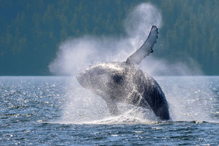 Humpback whale breaching in coastal waters of the Great Bear Rainforest