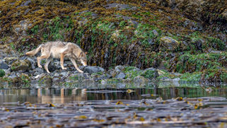 a lone coastal wolf walks on seaweed covered rocks at the waterline during low tide