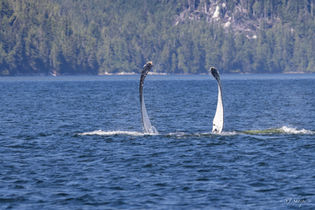 Humpback whale displaying both pectoral fins while on its back in coastal waters