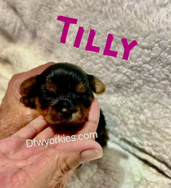 Thumbnail: Tilly female Yorkie