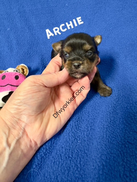 Archie