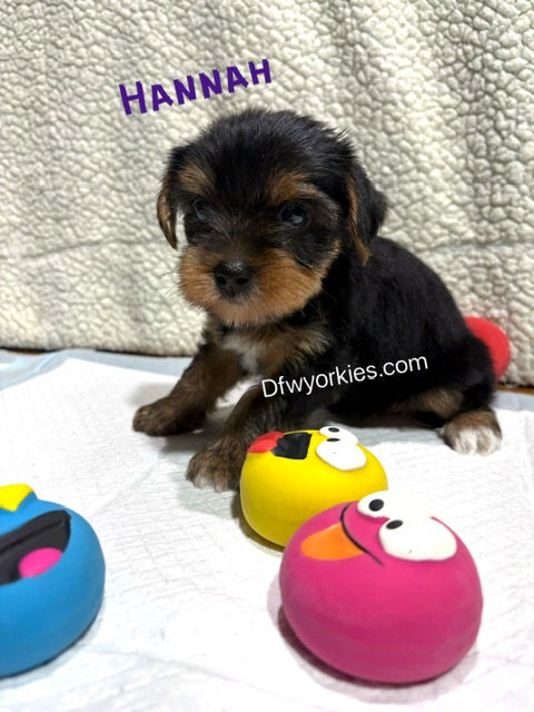 Thumbnail: Hannah female Yorkie