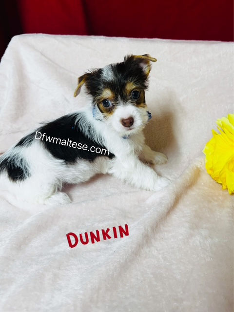 Thumbnail: Parti Yorkie Dunkin