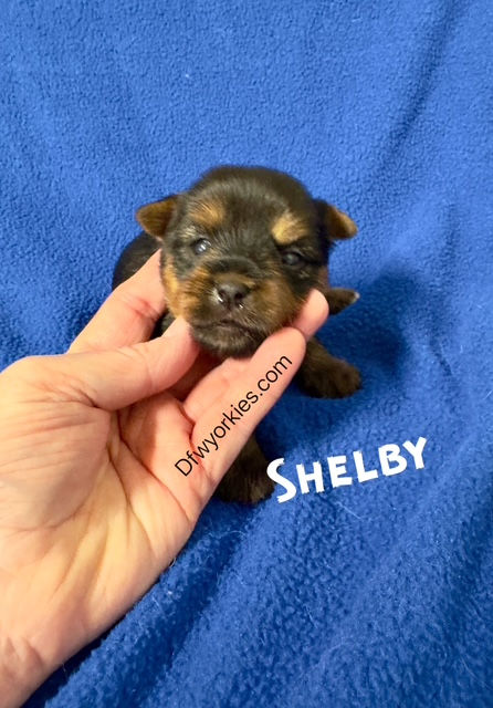 Shelby