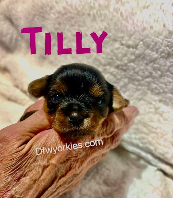 Tilly female Yorkie