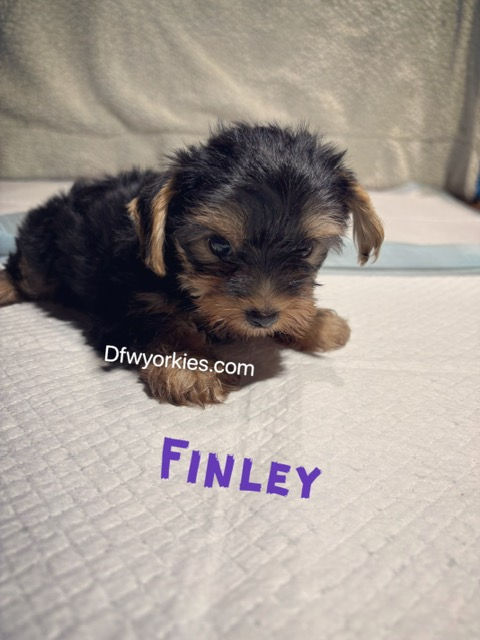 Thumbnail: Finley male Yorkie