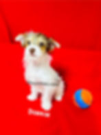 Thumbnail: Parti Yorkie Dunkin