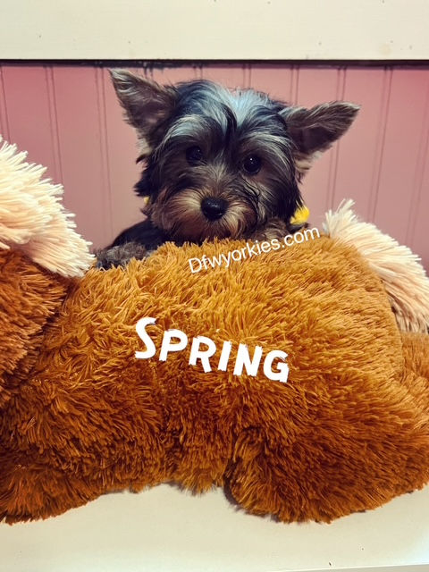 Thumbnail: Yorkie Spring