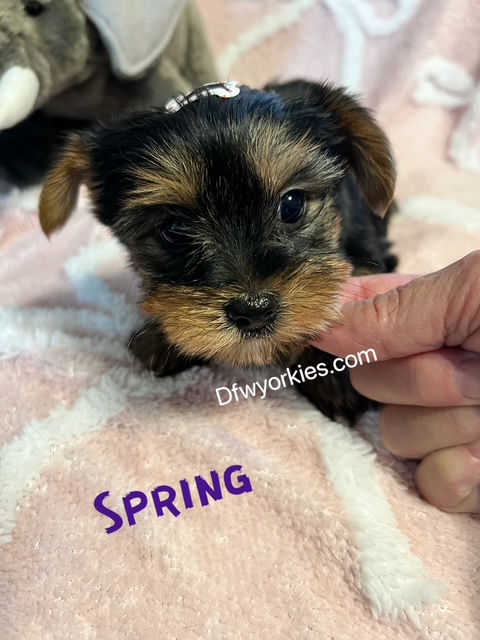 Thumbnail: Yorkie Spring