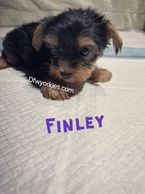 Thumbnail: Finley male Yorkie