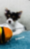 Thumbnail: Parti Yorkie Dunkin