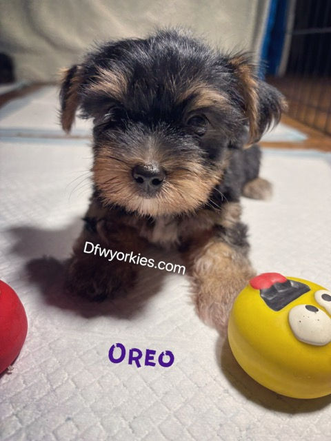 Thumbnail: Oreo male Yorkie 