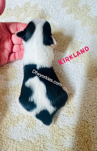 Thumbnail: Kirkland