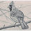 Miniature : Cardinal