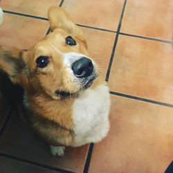 Hello grandma!!! 😍🐶👵🏻🐾😘 #corgi #corgisofinstagram #corgination #juniorthecorgi #woof #acorgian