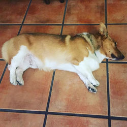 First nap of the day 😴💤 do not disturb pwease #donotdisturb #corgination #corgi #corgisofinstagram