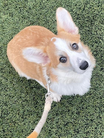 Messenger_creation_2BE4EE9C-2FA0-49FA-A8