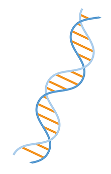 Graphic of a DNA molecule