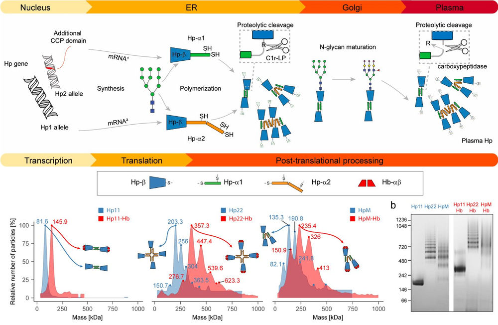 New paper featuring mass photometry from the Heck Lab, Utrecht University