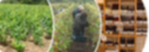 Symbiose_Filiere_Vin.png