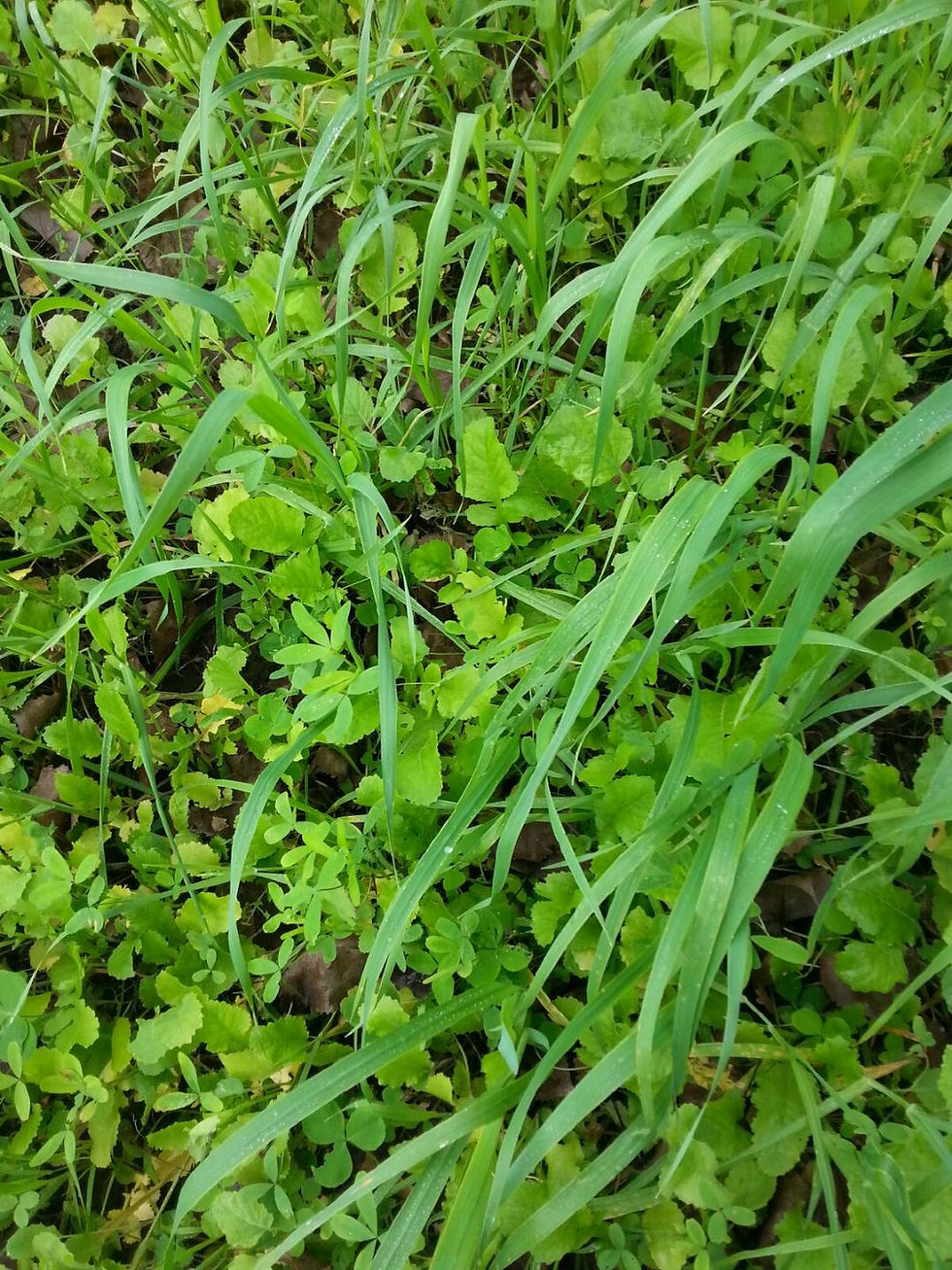 Food Plot Planting Density
