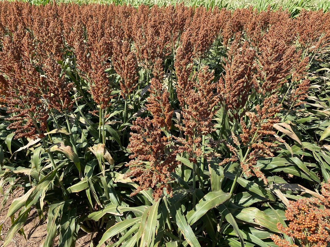Premium Grain Sorghum4.5 lbs (plants 1/3 acre)