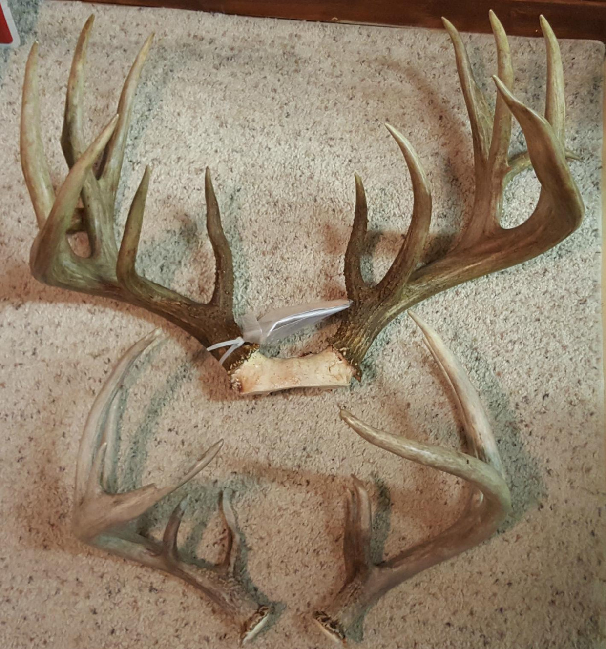 Whitetail Deer Growth Chart