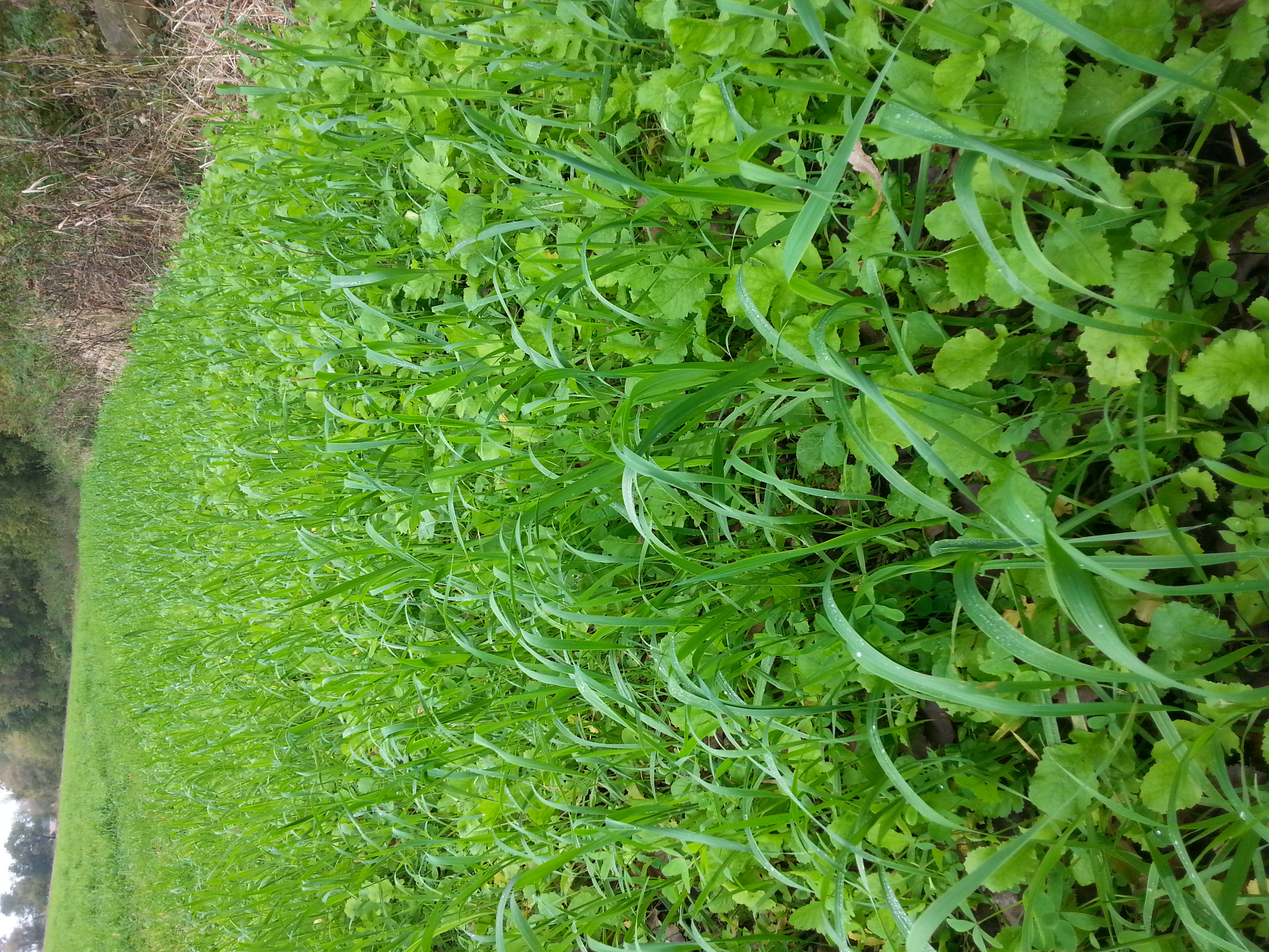 Why plant oat as a sole source of deer forage? Grandpa