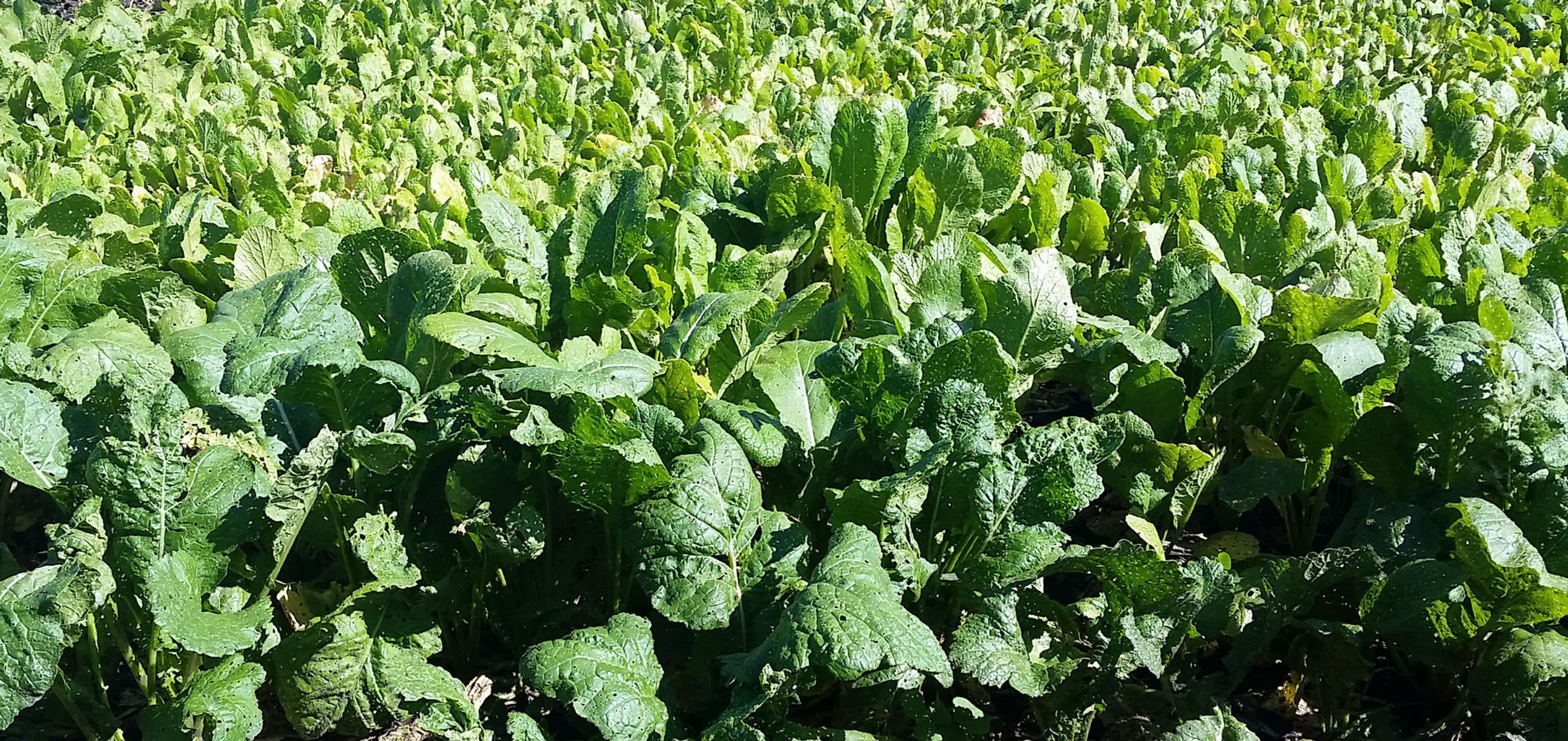 Kale 2.5lbs.