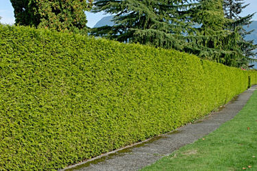 Tree Surgeon Surrey - Woods Tree and Gardening
