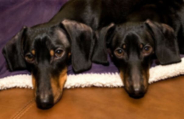 Two black and tan dachshunds on a purple blanket