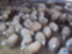 Lleyn ewes