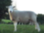 Lleyn ram