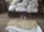 Shearing time